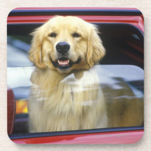 Dog in rood autoraam bier onderzetter