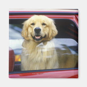 Dog in rood autoraam magneet