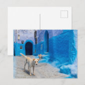 Dog in the Blue City Briefkaart (Voorkant / Achterkant)