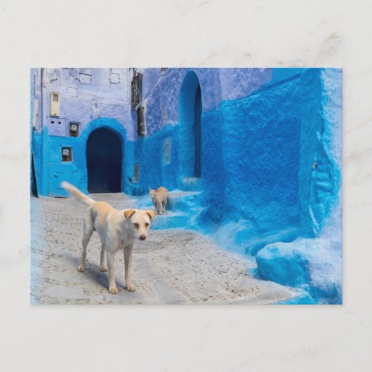 Dog in the Blue City Briefkaart (Voorkant)