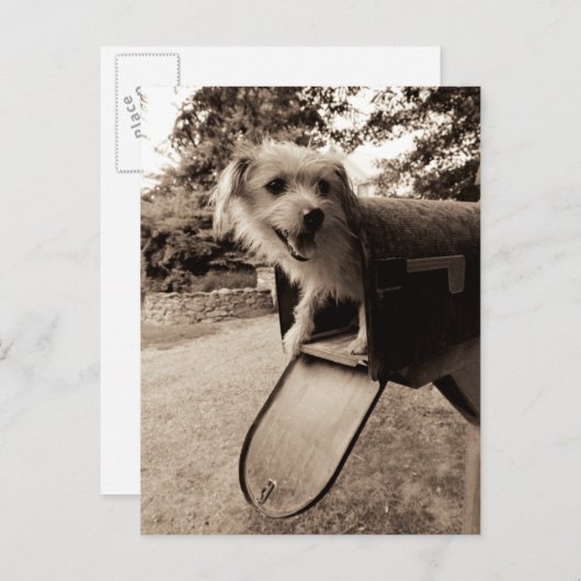 Dog Inside a Mailbox Briefkaart (Voorkant / Achterkant)
