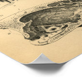 Dog interne anatomie 1908  afdrukken poster (Hoek)