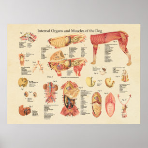 Dog interne orgaananatomewand poster