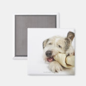 Dog Kauwt op Rawhide Bone Magneet (Voorkant / Achterkant)