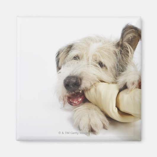 Dog Kauwt op Rawhide Bone Magneet (Voorkant)