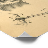 Dog Leg Head Anatomy 1908  Print (Hoek)