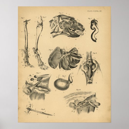 Dog Leg Head Anatomy 1908  Print (Voorkant)