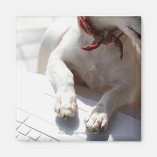 Dog legt zijn handen op een laptop magneet