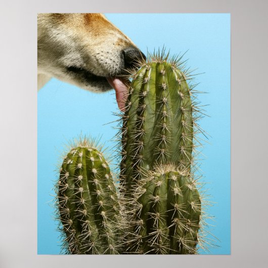Dog licking cactus, close-up poster (Voorkant)