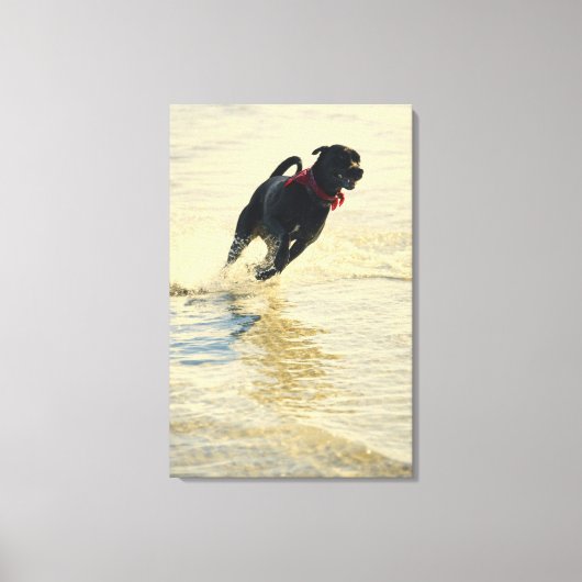 Dog loopt in water canvas afdruk (Voorkant)