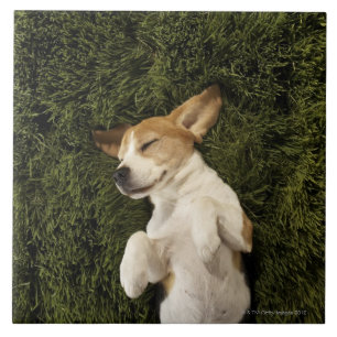 Dog Lying in Grass Slaping Tegeltje