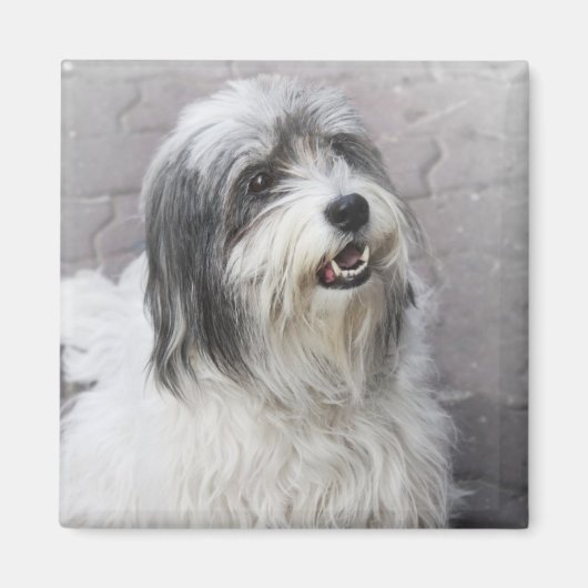 Dog Magneet (Voorkant)