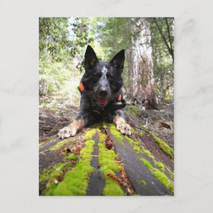 Dog Max op de kannen voor het behoud van het werk Briefkaart