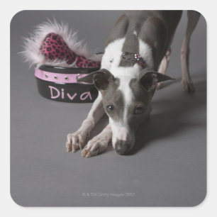 Dog met diva bowl, snuffelvloer vierkante sticker