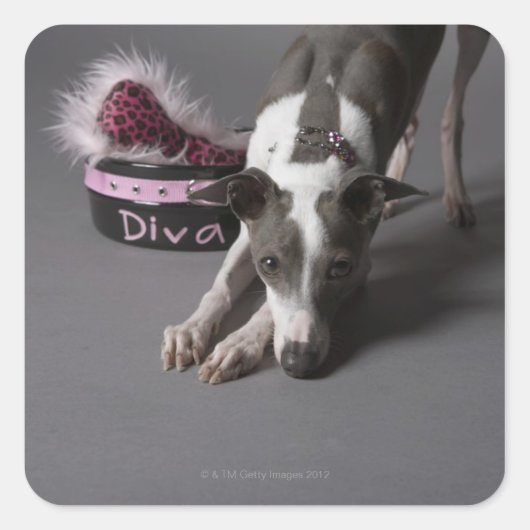 Dog met diva bowl, snuffelvloer vierkante sticker (Voorkant)