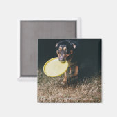 Dog met Frisbee in de mond Magneet (Voorkant / Achterkant)