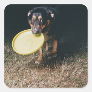 Dog met Frisbee in de mond Vierkante Sticker