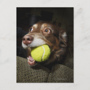 Dog met Tennis Ball Briefkaart