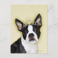 Dog met tiara