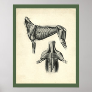 Dog Muscle Veterinary Anatomie Print