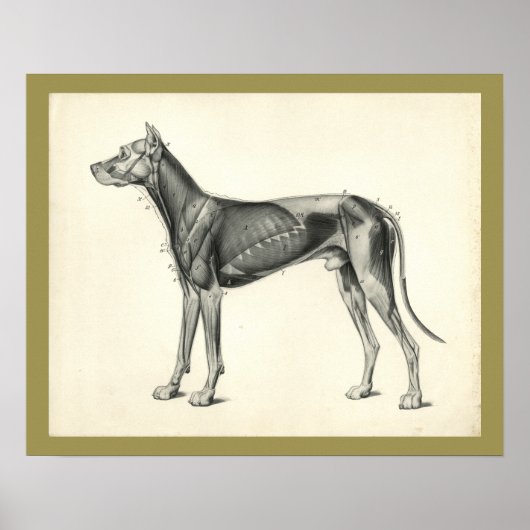 Dog Muscle Veterinary Anatomie Print (Voorkant)