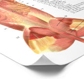 Dog Muscles Arteries Anatomy Chart Poster (Hoek)