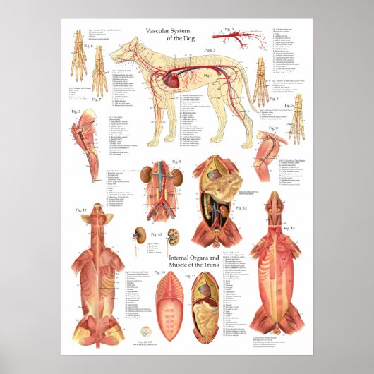Dog Muscles Arteries Anatomy Chart Poster (Voorkant)