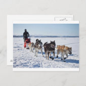 Dog Mushing Alaska Briefkaart (Voorkant / Achterkant)