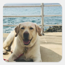 "Dog on the Dock" Labrador Dog Foto Sticker