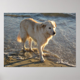 Dog On The Shore Poster