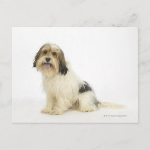 Dog on White 104 Briefkaart