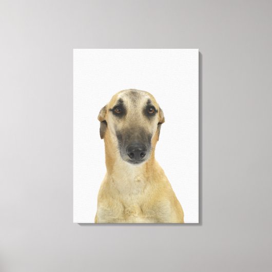 Dog on White 41 Canvas Afdruk (Voorkant)