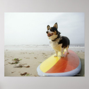 Dog op surfbord poster