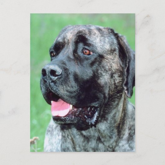 Dog Panting Briefkaart (Voorkant)