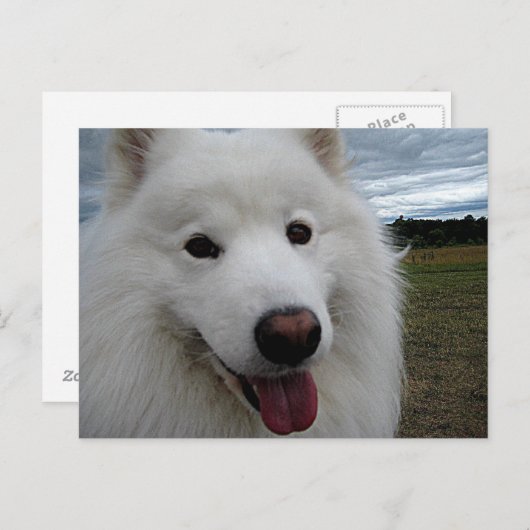 Dog Park Samoyed Briefkaart (Voorkant / Achterkant)
