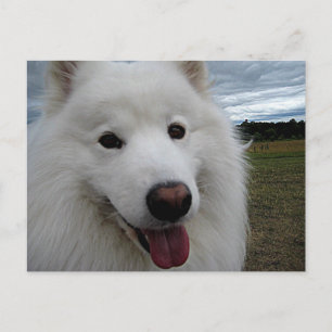 Dog Park Samoyed Briefkaart