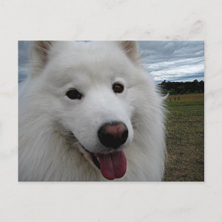 Dog Park Samoyed Briefkaart