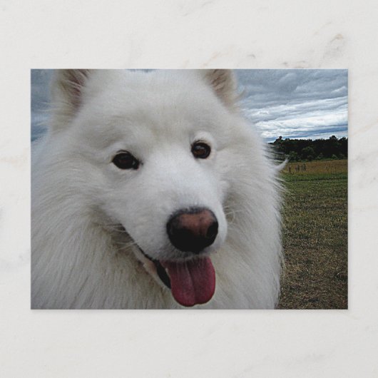 Dog Park Samoyed Briefkaart (Voorkant)