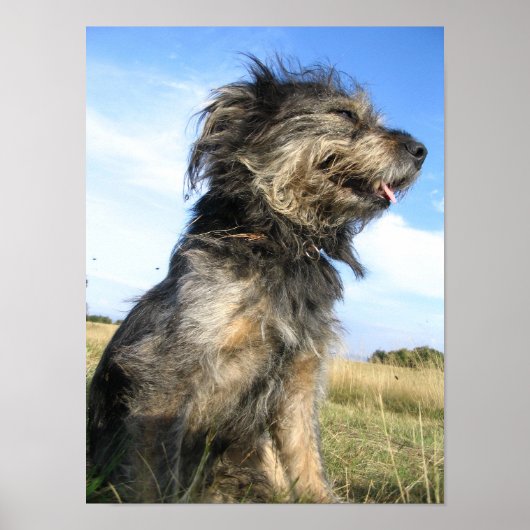 Dog Photo Value Poster Papier (Voorkant)