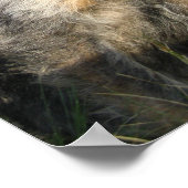 Dog Photo Value Poster Papier (Hoek)