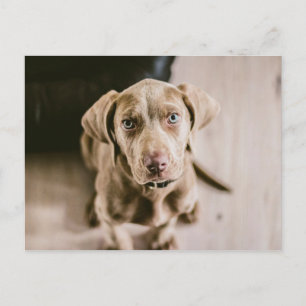 Dog portret briefkaart