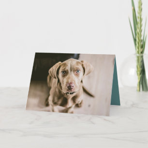 Dog portret kaart