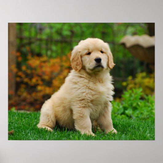 Dog Poster (Voorkant)