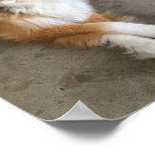 Dog Poster (Hoek)