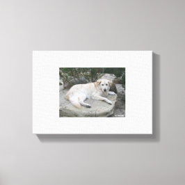 Dog Resting On A Rock Canvas Afdruk