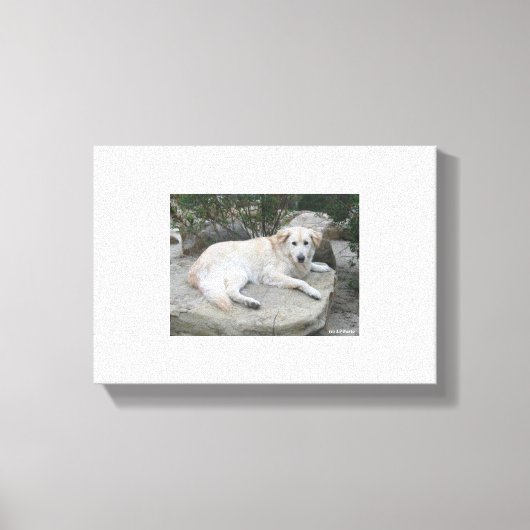 Dog Resting On A Rock Canvas Afdruk (Voorkant)