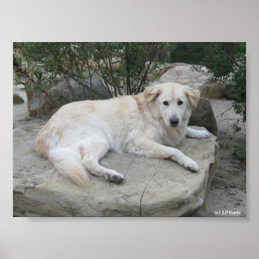 Dog Resting On A Rock Poster (Voorkant)