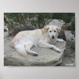 Dog Resting On A Rock Poster