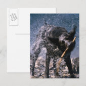 Dog Shaking Water uit zijn coat Briefkaart (Voorkant / Achterkant)