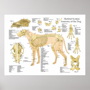 Dog Skelet Anatomy Poster 18 x 24 inch